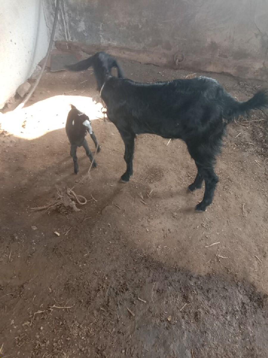 થંબનેલ 2