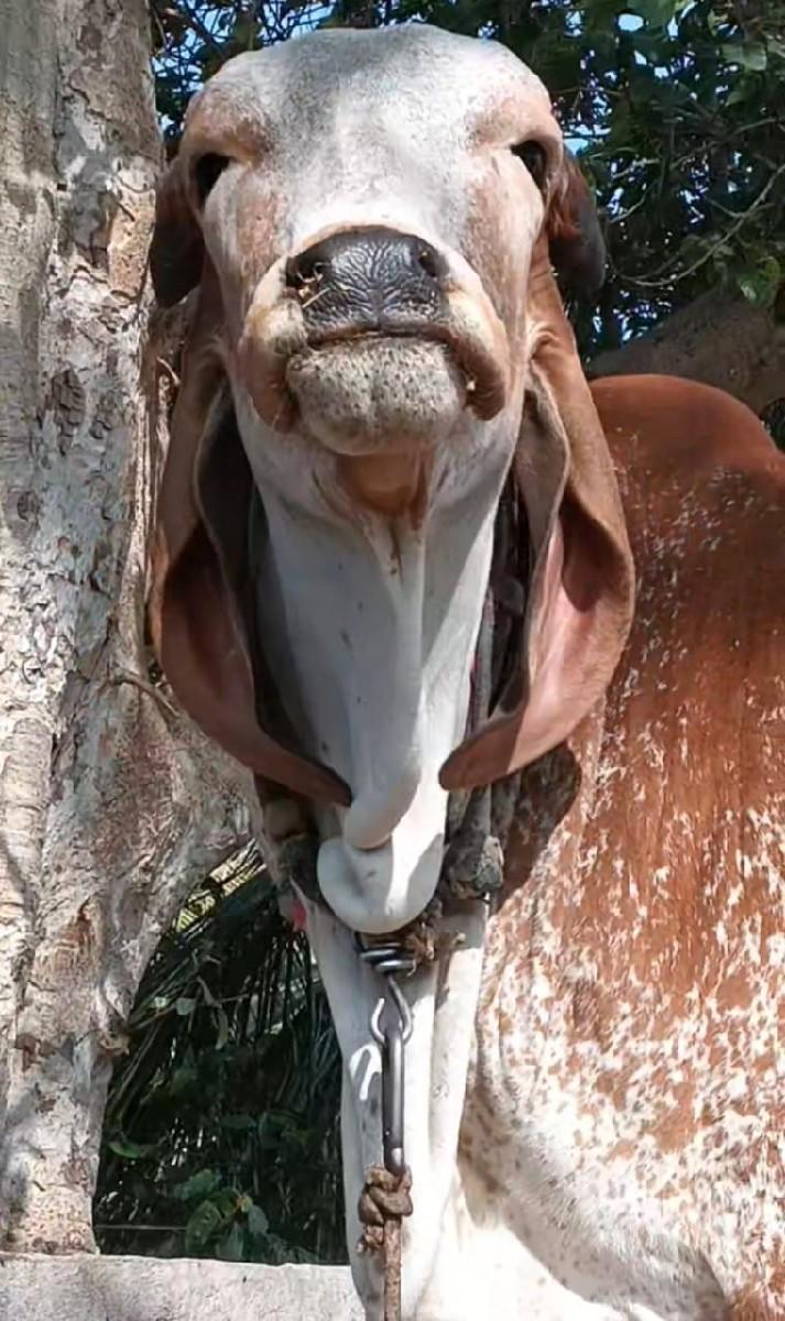 વેચવાની છે