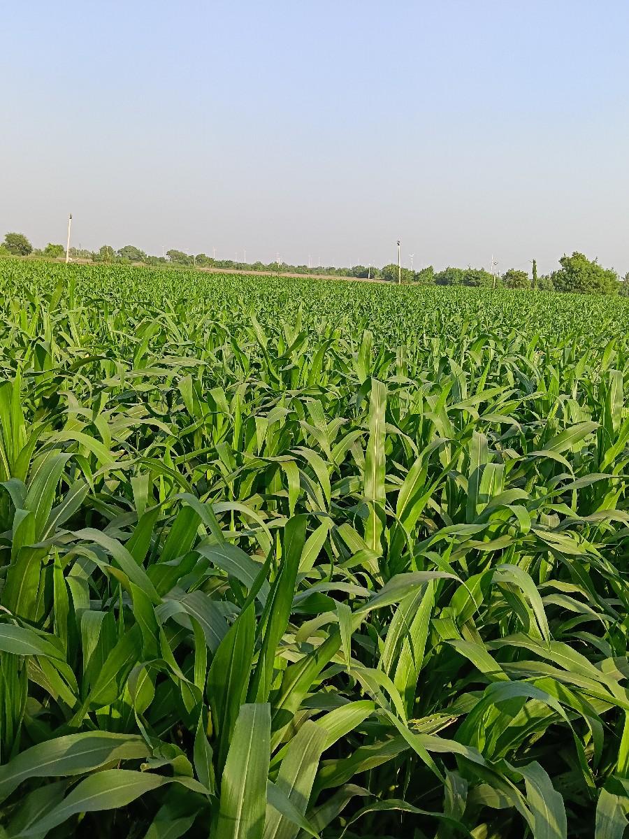 મકાઇ, વેચવાની છે. ચરા માટે