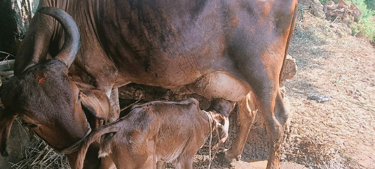 થંબનેલ 3