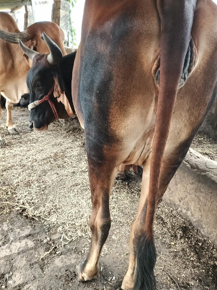 થંબનેલ 2