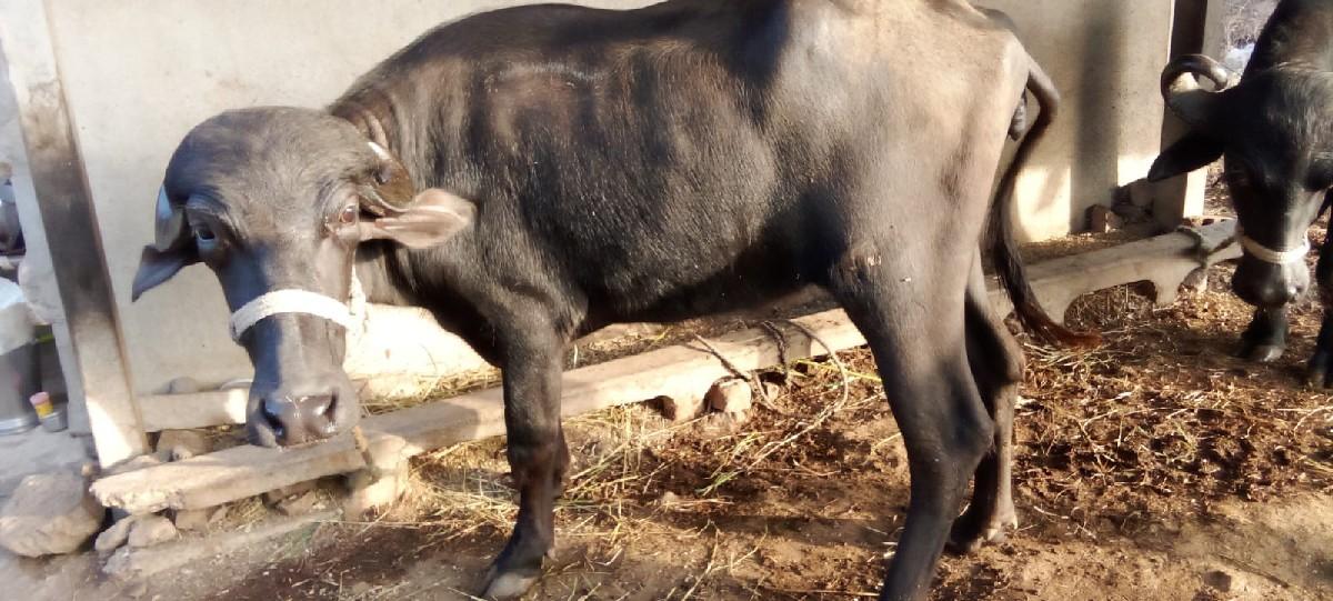 થંબનેલ 2