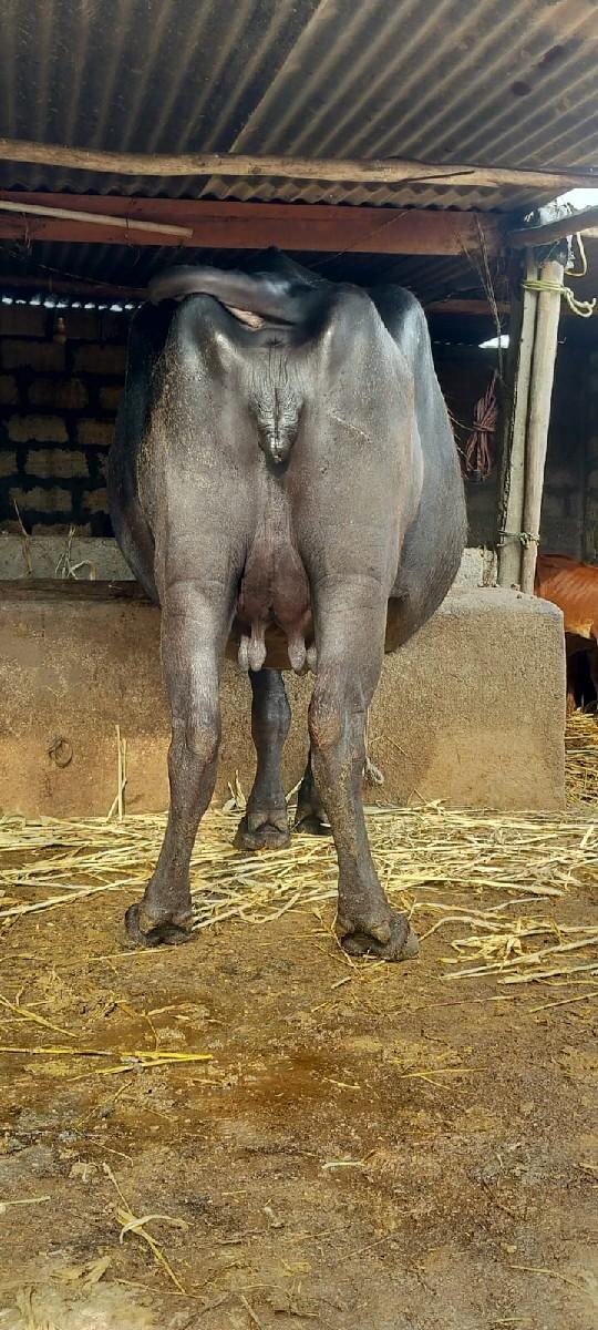 થંબનેલ 2