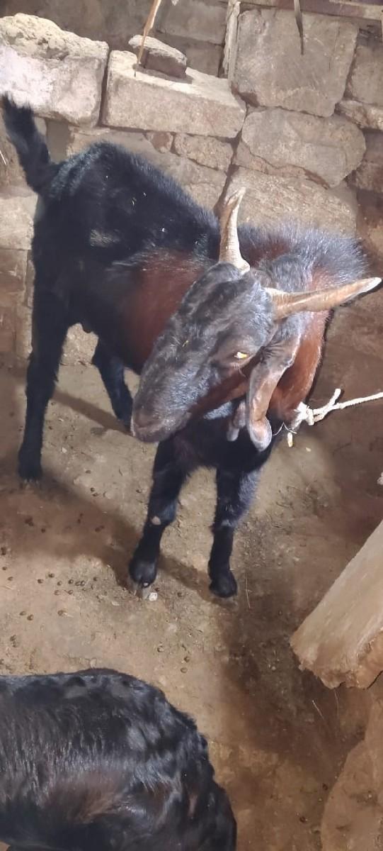 થંબનેલ 3