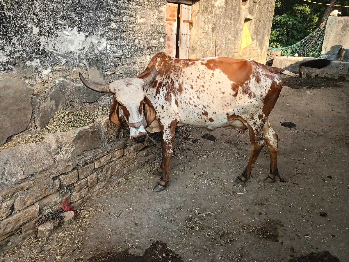 થંબનેલ 3