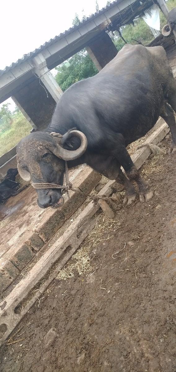 થંબનેલ 3