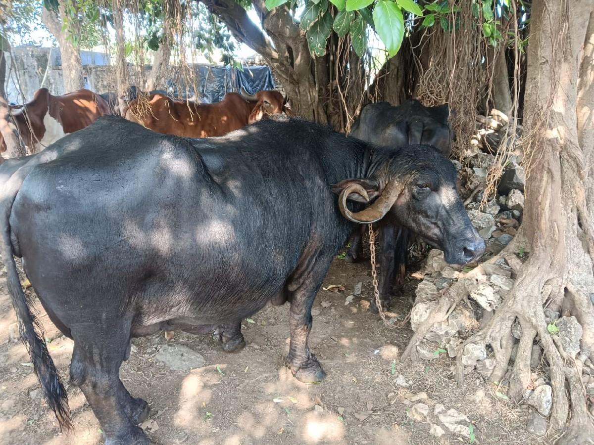 ભેંશ વેચવાની છે.