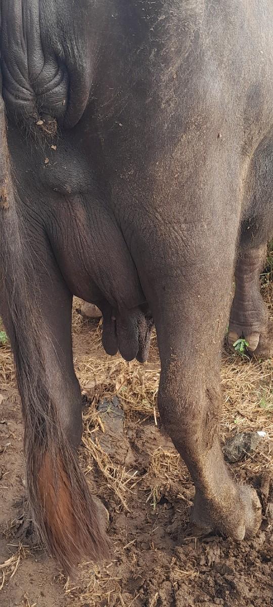 ભેશ  વેચવાની છે