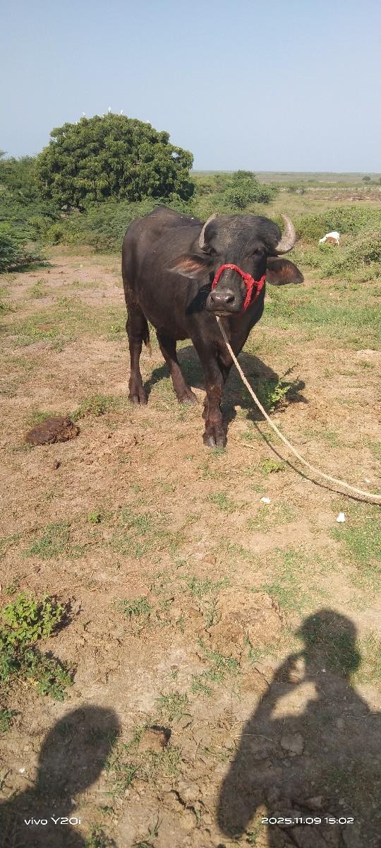 થંબનેલ 3