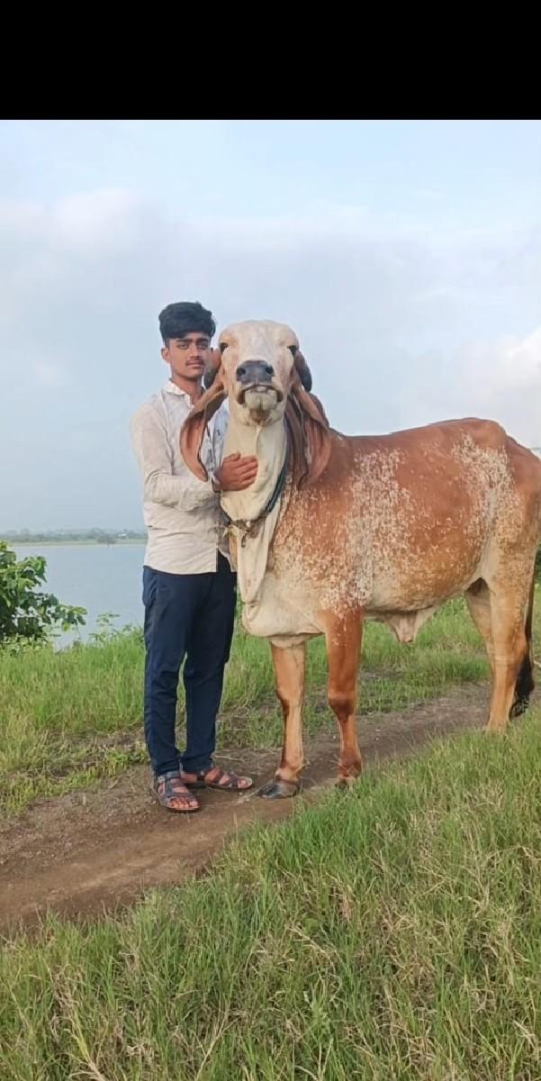 થંબનેલ 2