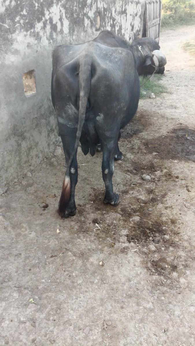 થંબનેલ 3