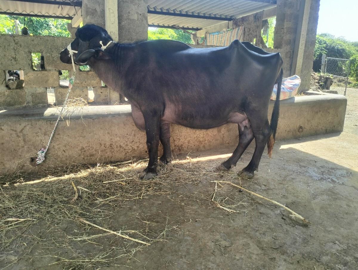 થંબનેલ 2