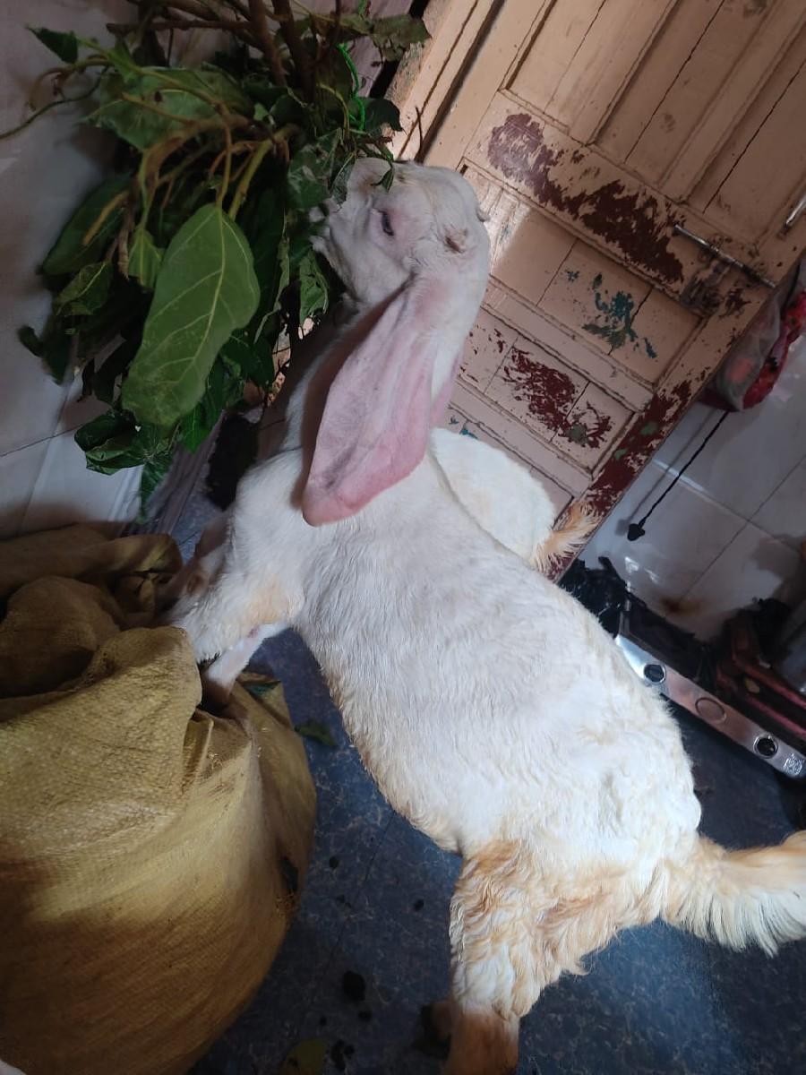 orijnal gulabi bakra 2 nang