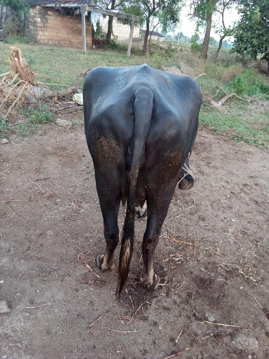 થંબનેલ 3