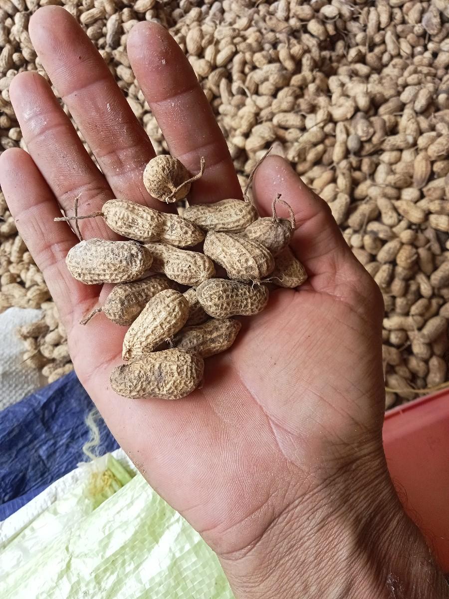 ,G.20 madvi vesvanise byarn ma