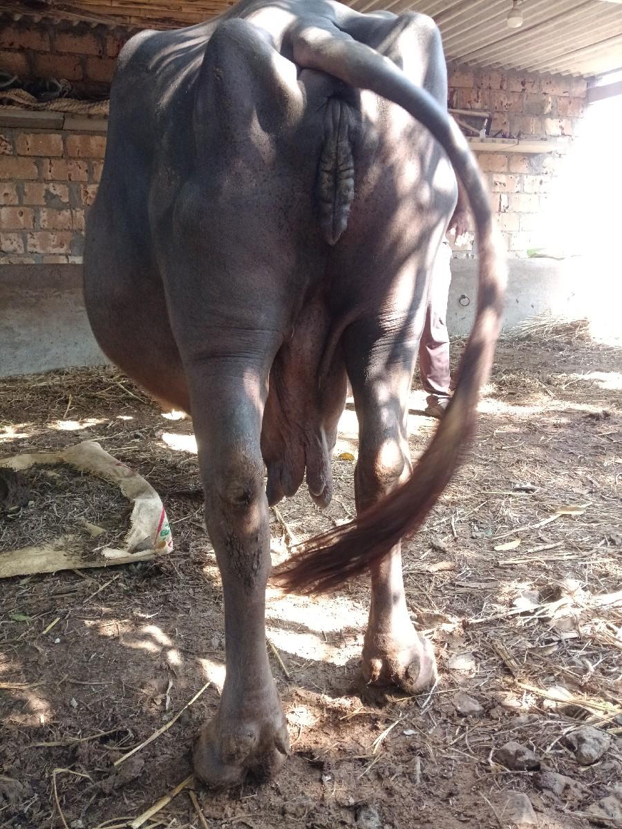 થંબનેલ 2