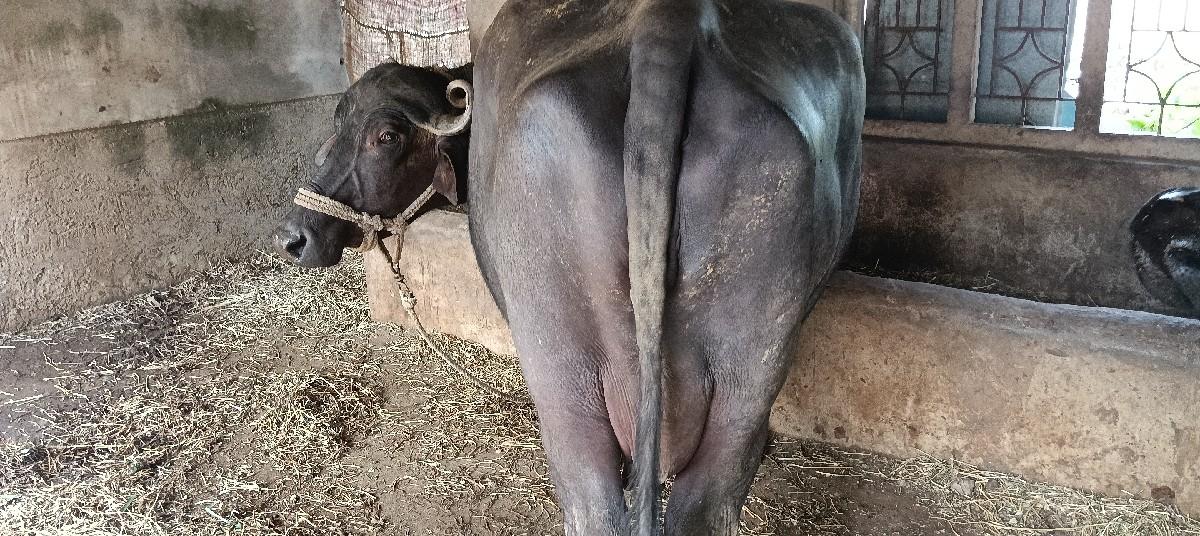ભેંસ વેચવાની