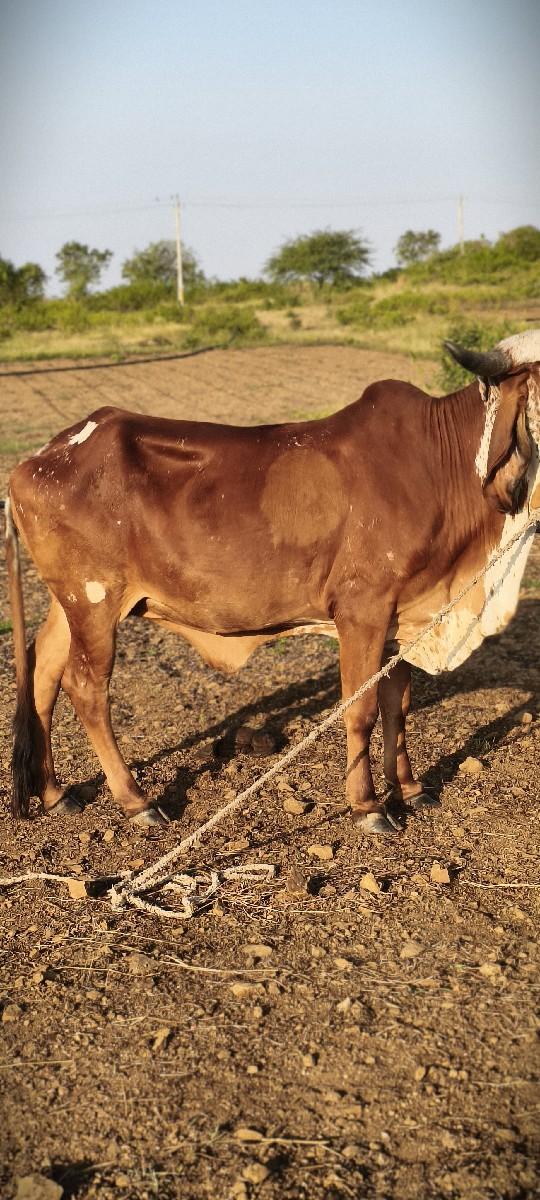 થંબનેલ 2