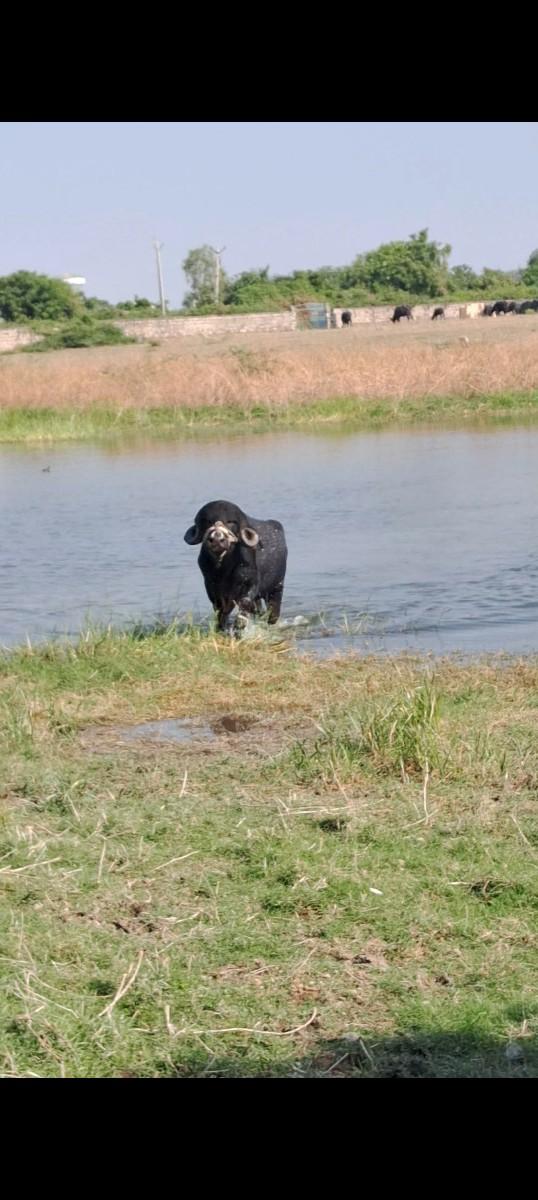 થંબનેલ 3