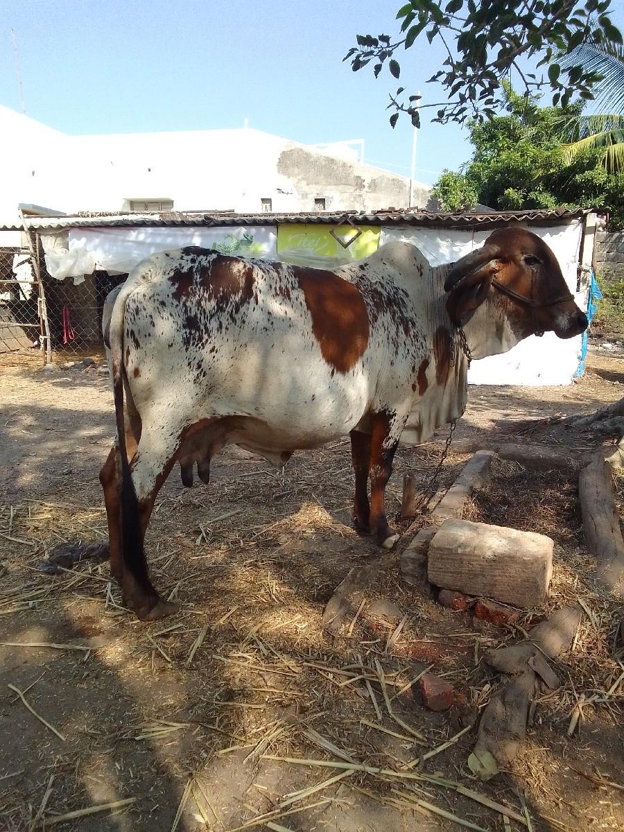 થંબનેલ 3