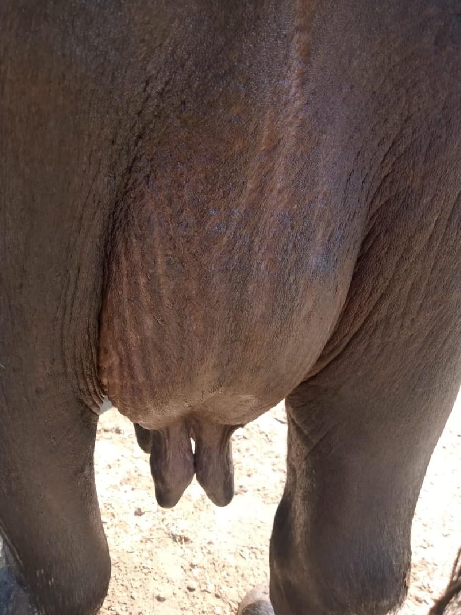 ભેશ વેચવાની છે