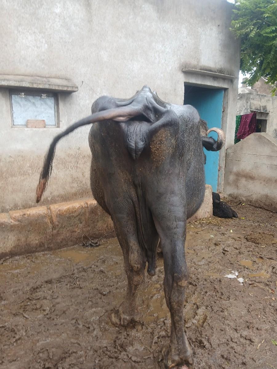 થંબનેલ 2