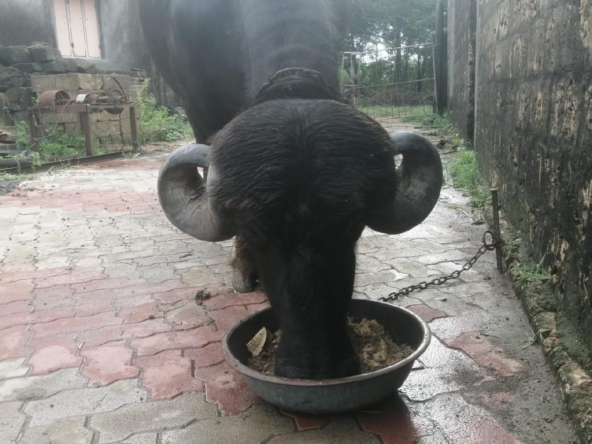 થંબનેલ 2