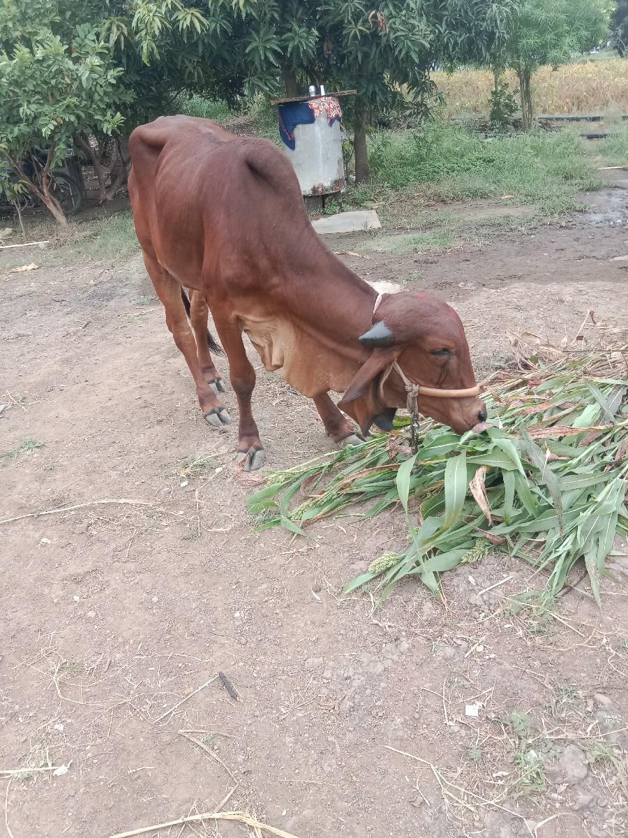 ગીરહોળિકીવેશવાનીશાટામાખળેલીહોયત