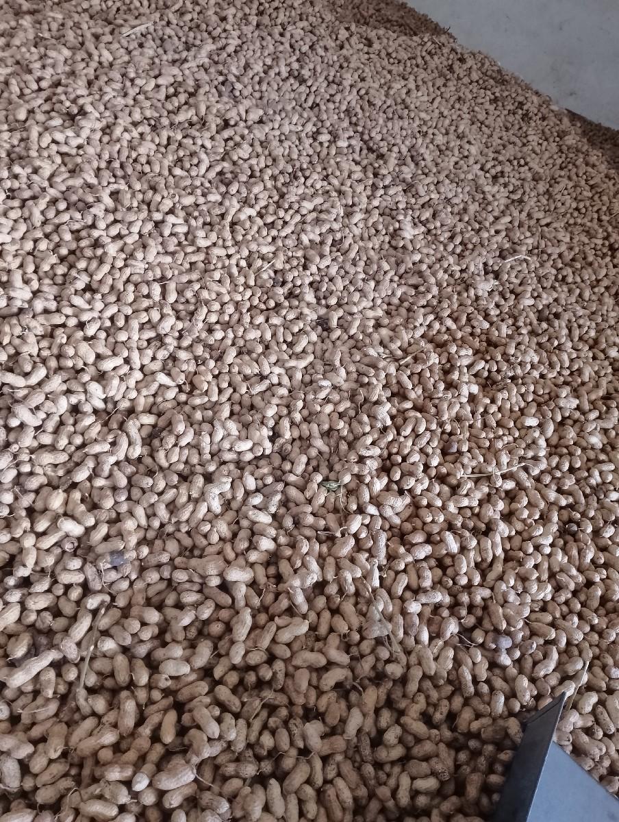 એક વીઘામાં 30 મણનો ઉતારો સાવ કોર