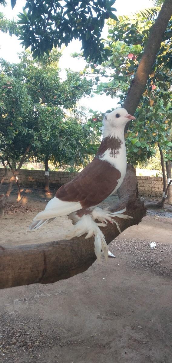 કબુતર વેચવાના છે