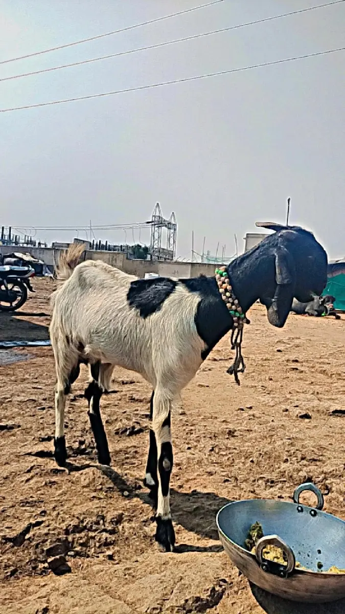 થંબનેલ 2