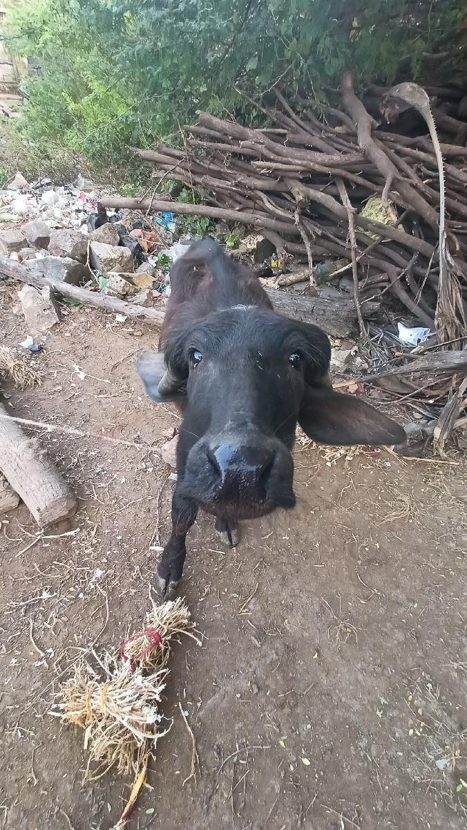 થંબનેલ 3