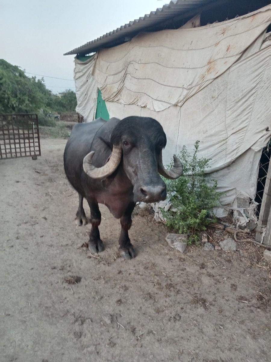 ભેંસ વેચવા ની છે.