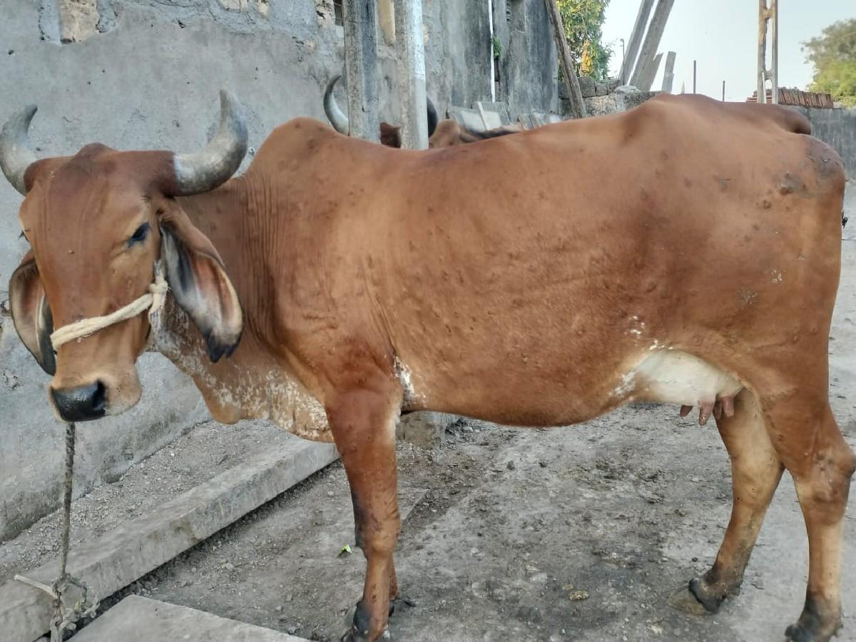 દેસી ગાય વેતર ૨