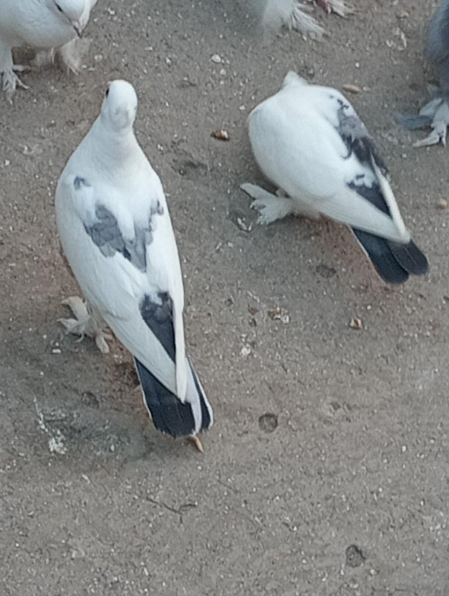 ચોંટી મોજા વાળા કબૂતર