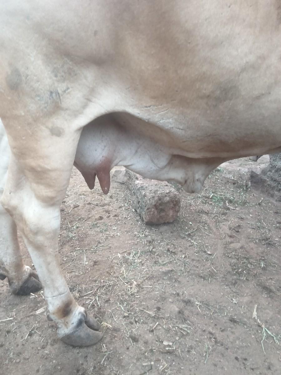 થંબનેલ 2