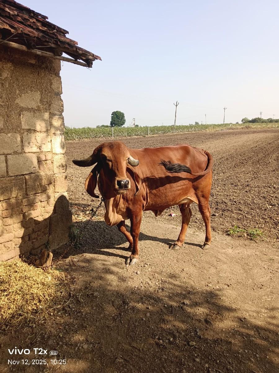 થંબનેલ 3