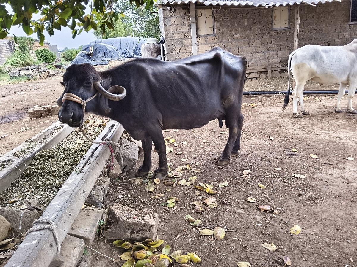 થંબનેલ 2