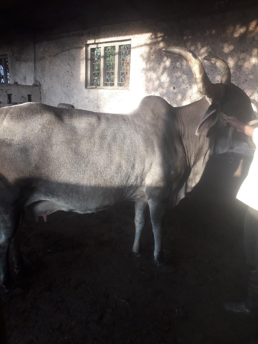 વેચવાની છે