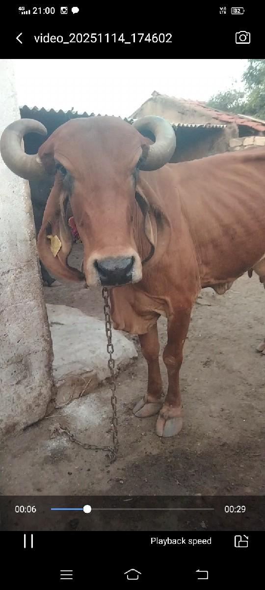 દેશી ગીર ગાય