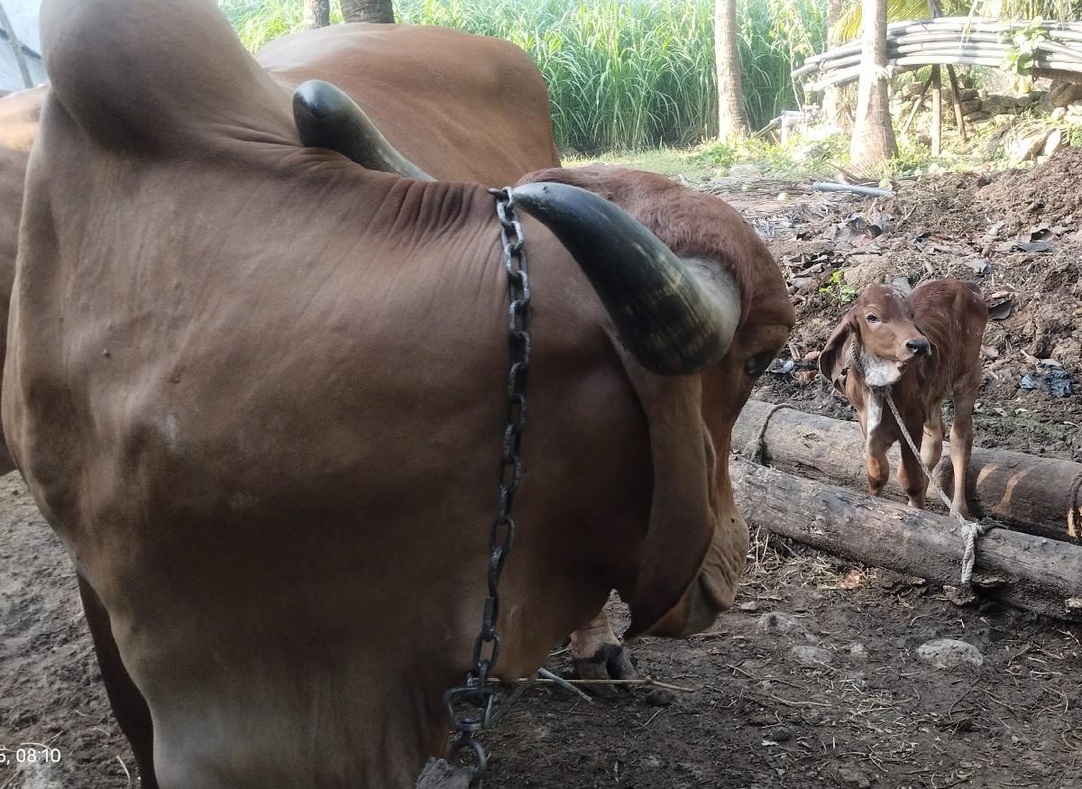 થંબનેલ 2