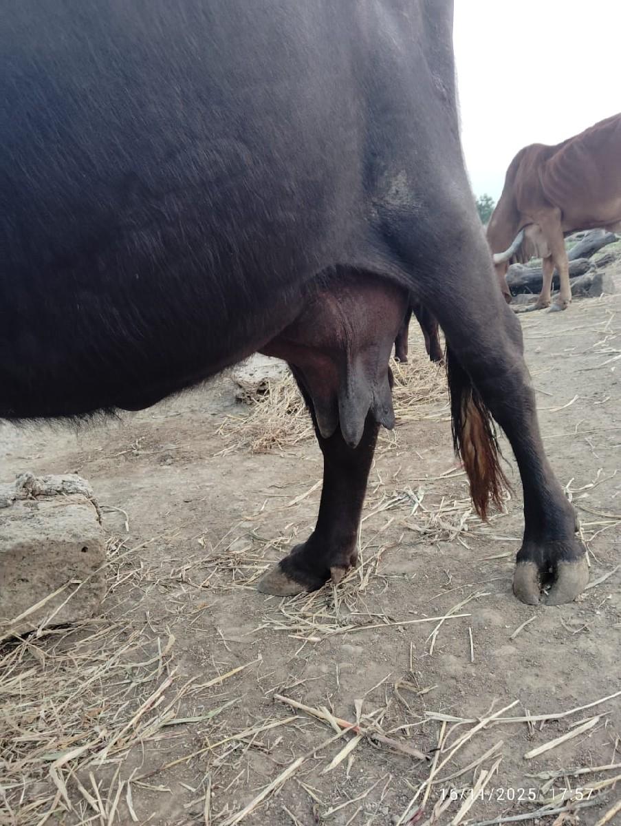 થંબનેલ 2