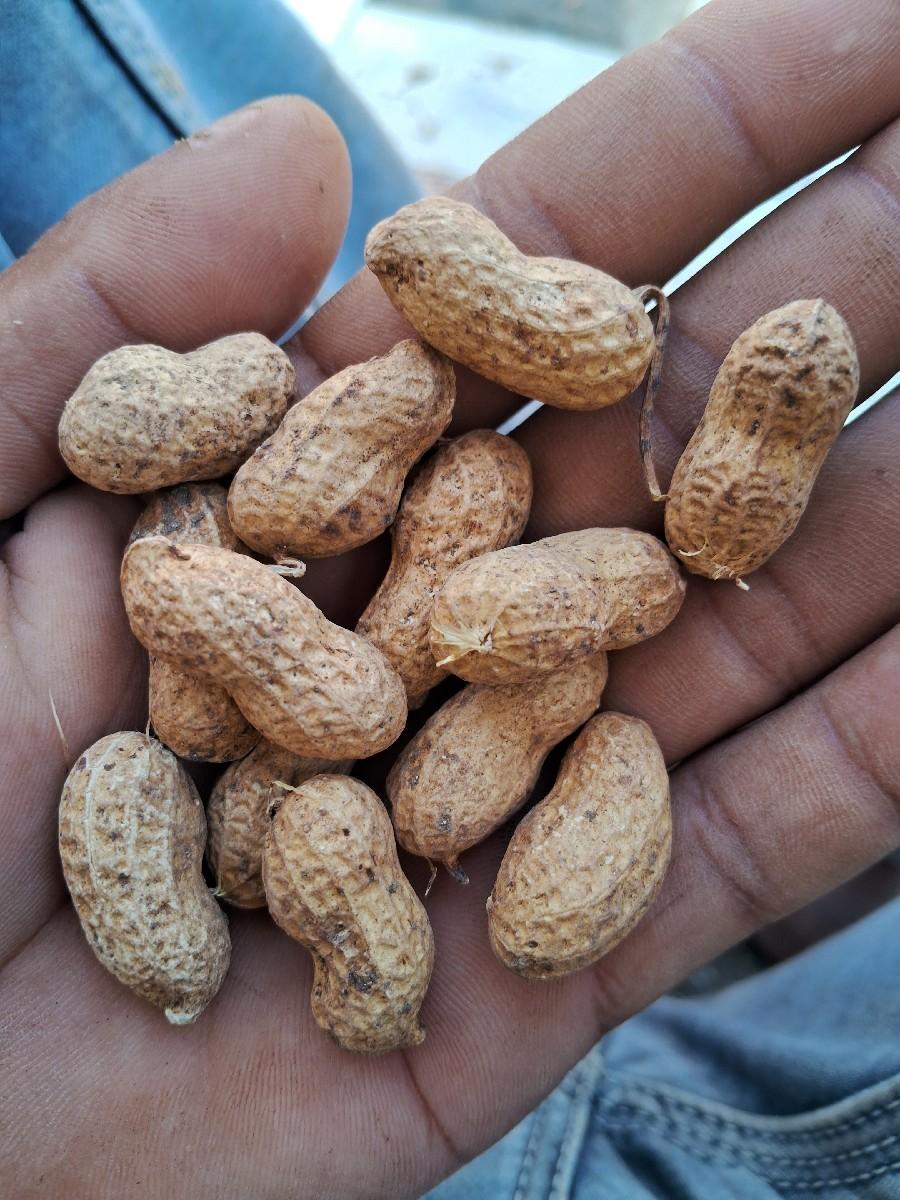 ગીરનાર 4 વેચવાની છે