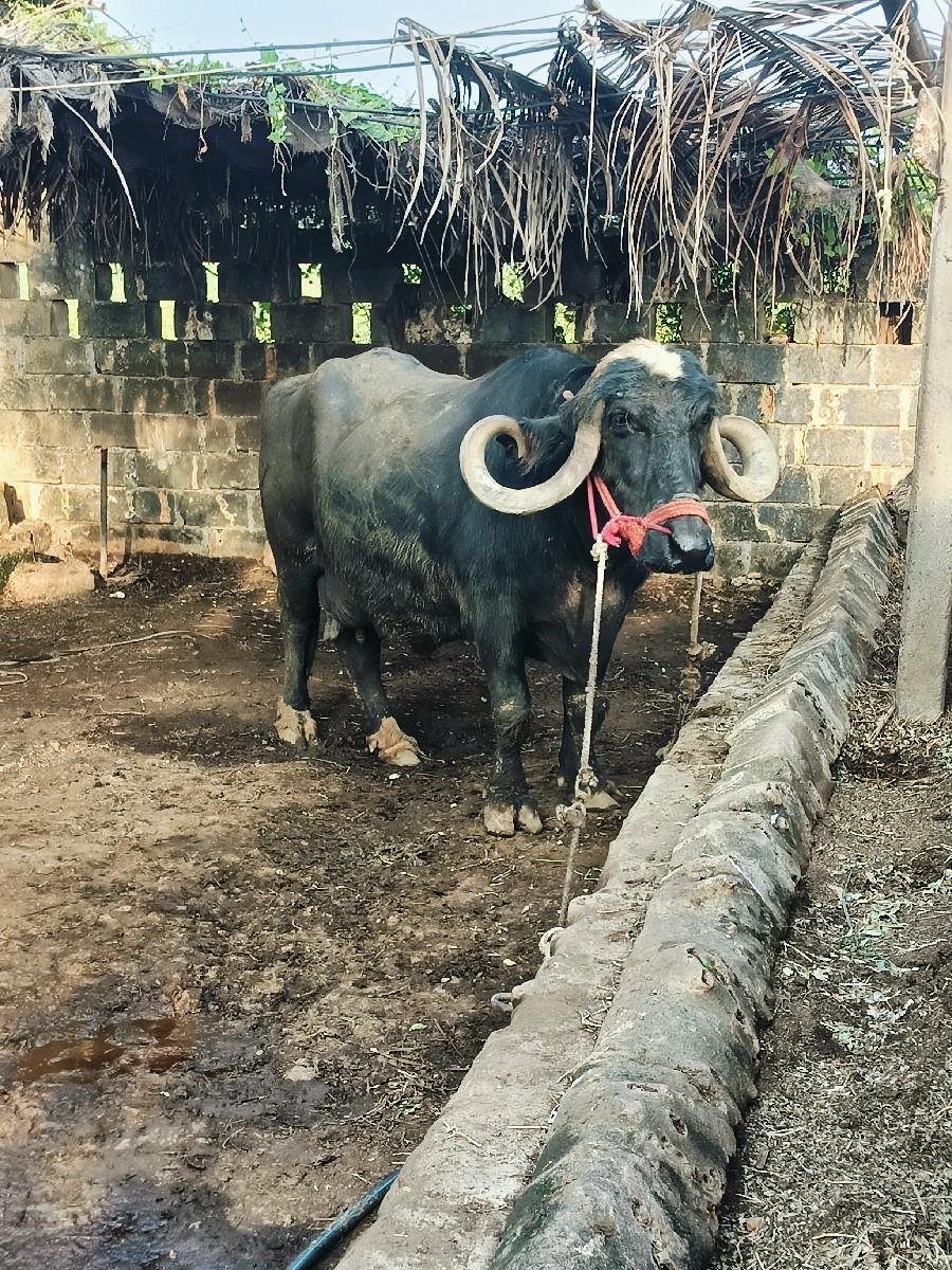 વેચવાની