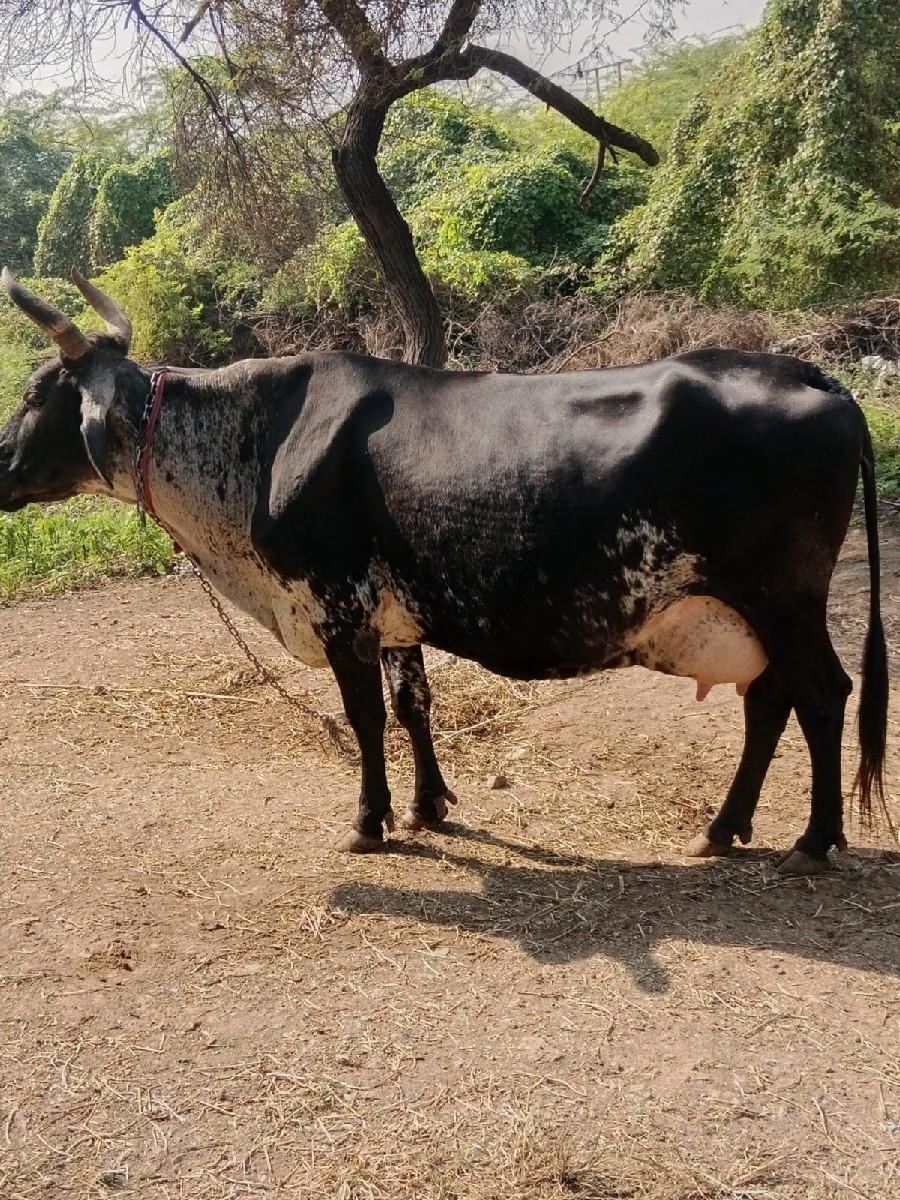 જરસી ગાય વેસવાની છે
