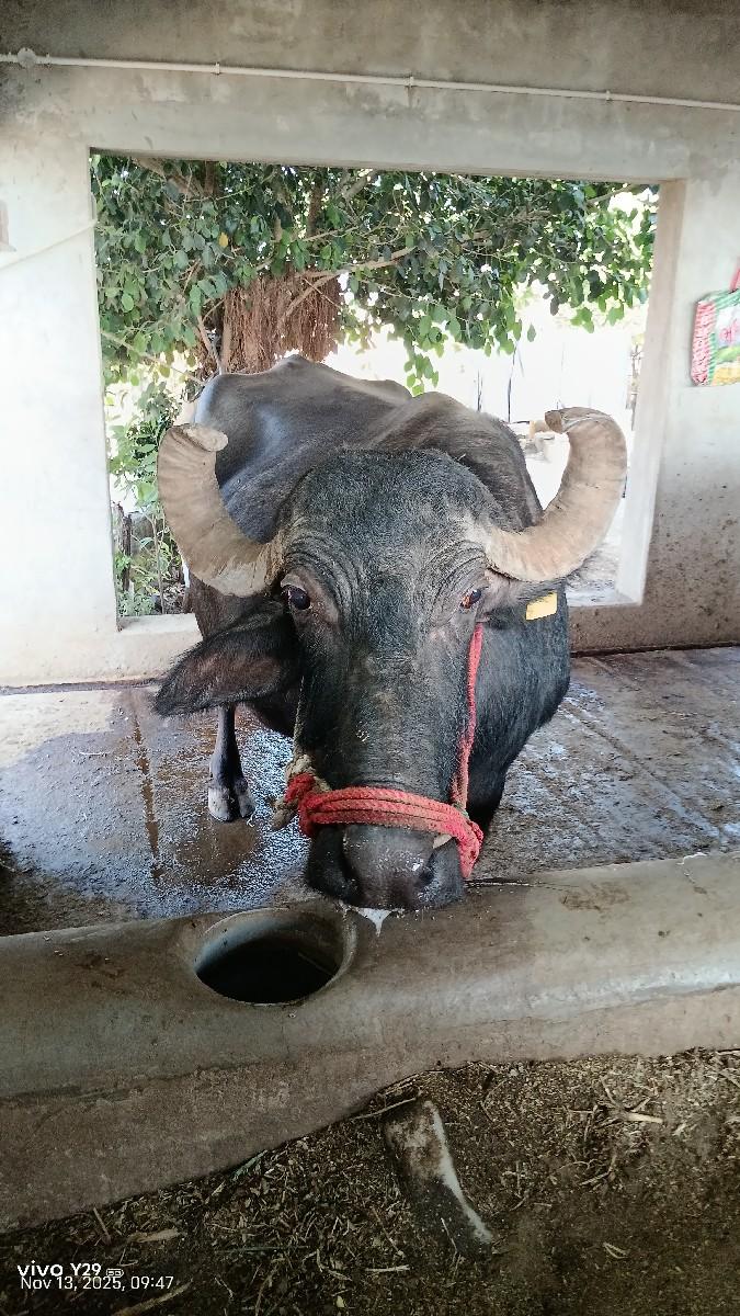 ભેંસ વેચવાની છે ટોટલ જવાબદારી સાથે