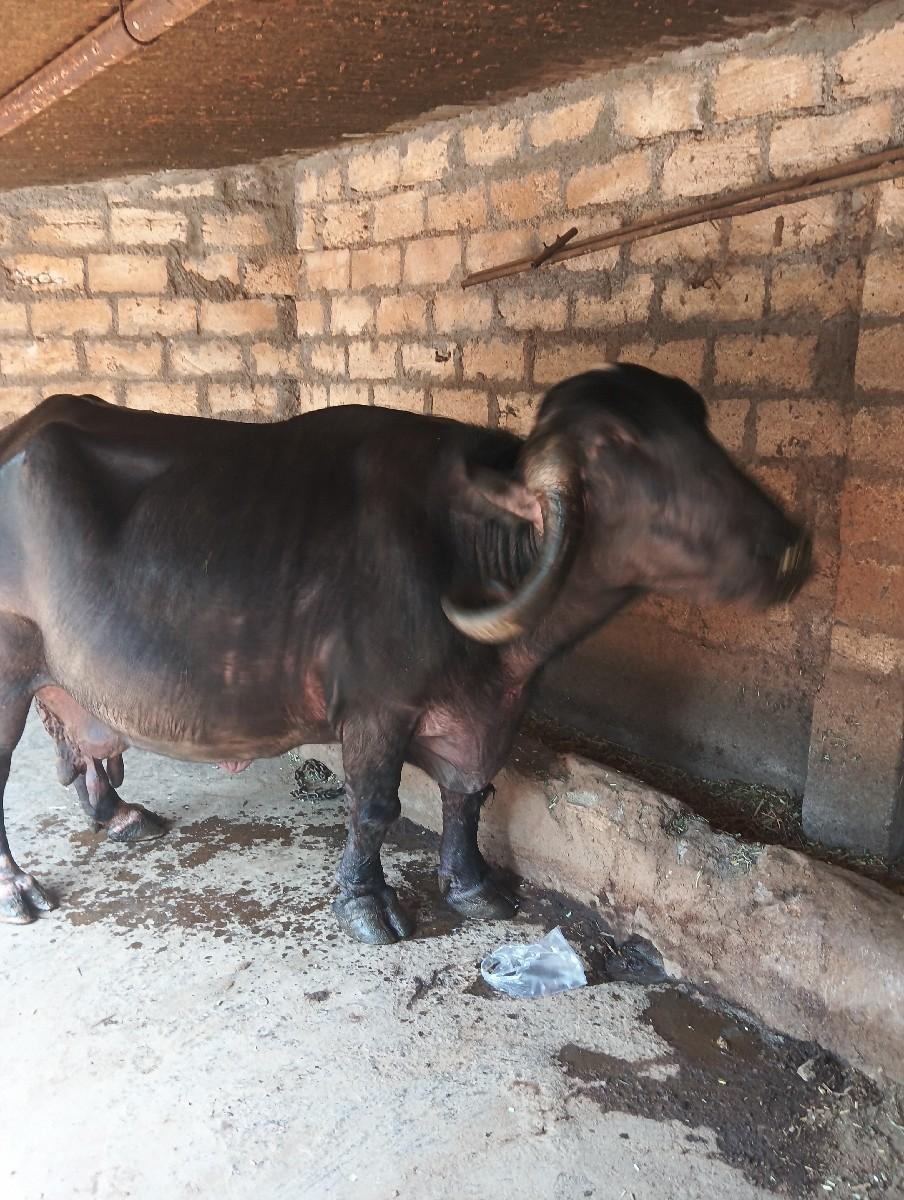 થંબનેલ 3