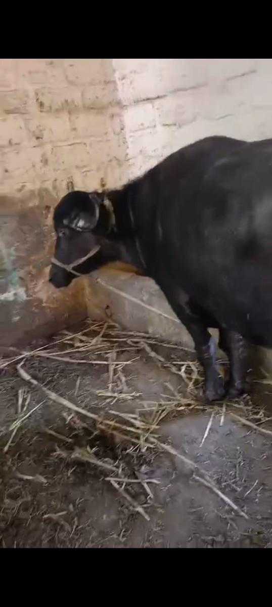 જાફરાબાદી ખડેલી