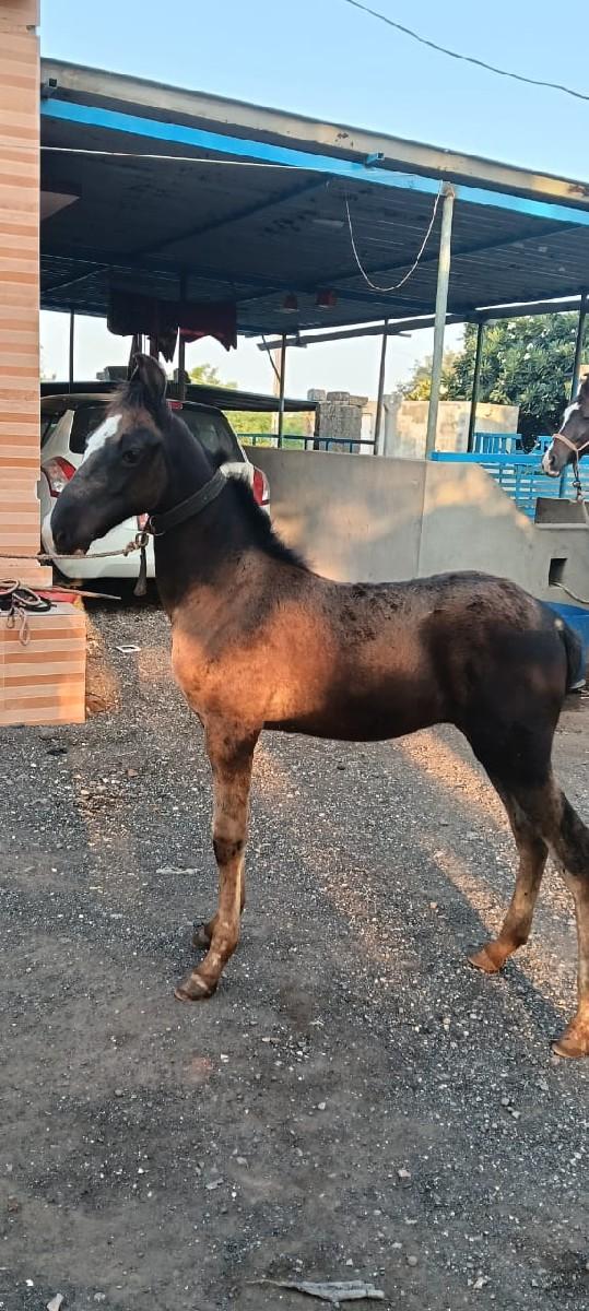 થંબનેલ 3