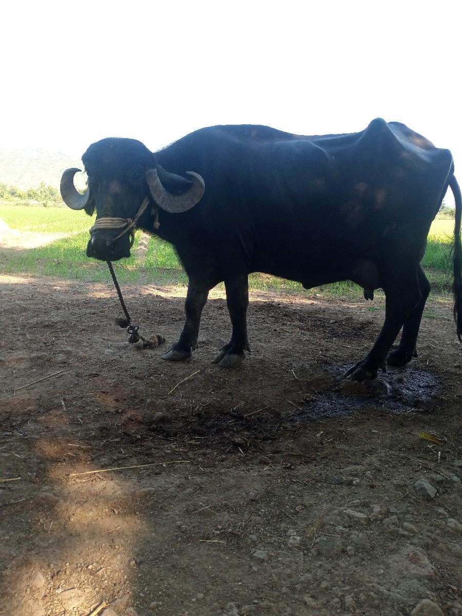 થંબનેલ 2